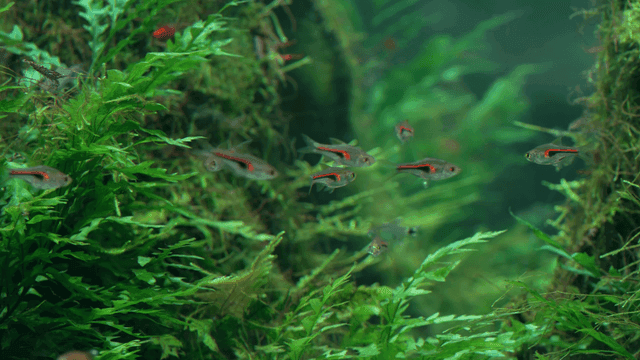 Fish in aquarium full of aquatic plants