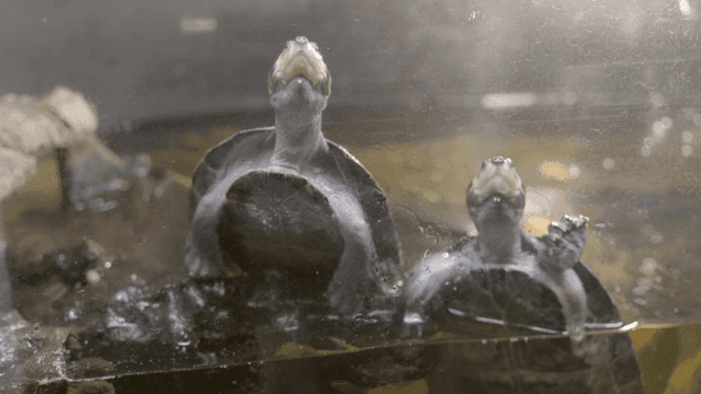 Turtles swimming in a tank
