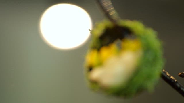 꽃과 녹색 허브로 장식된 고급 디저트 요리