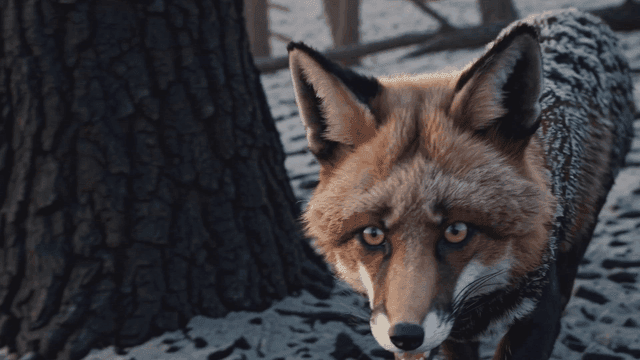 A fox walking through a barren forest