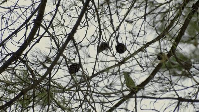 나뭇가지에 매달린 솔방울