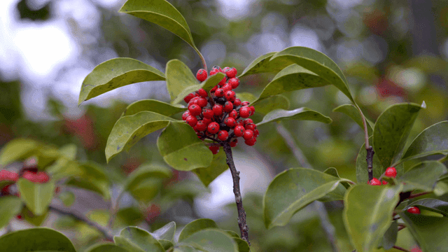 Red berries on a leafy branch