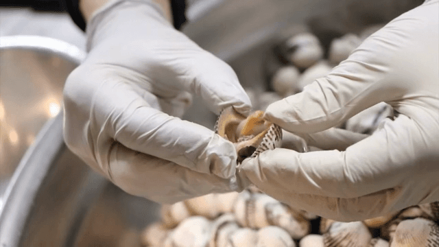 Person handling cockles with gloved hands