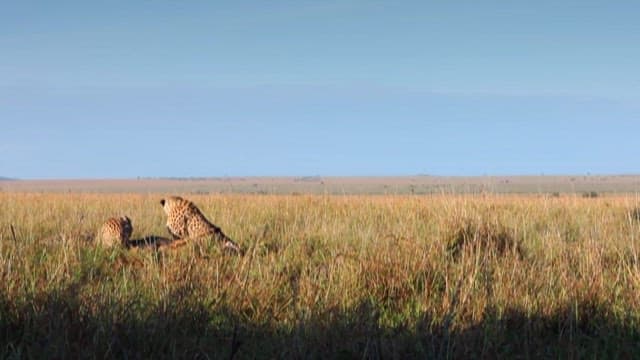 Cheetahs Resting in the Savannah Grassland