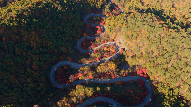 가을 숲을 가로지르는 구불구불한 도로