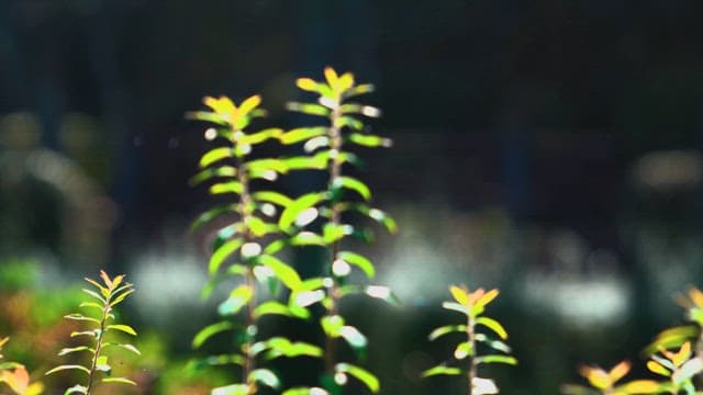 한낮의 햇살을 받는 작은 잎사귀