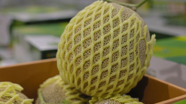 상자 안 보호망에 싸인 멜론