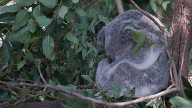 자연 서식지에서 편안하게 쉬는 코알라