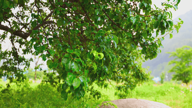 Rain falling on lush green leaves