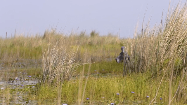 풀밭 습지에 서 있는 왜가리