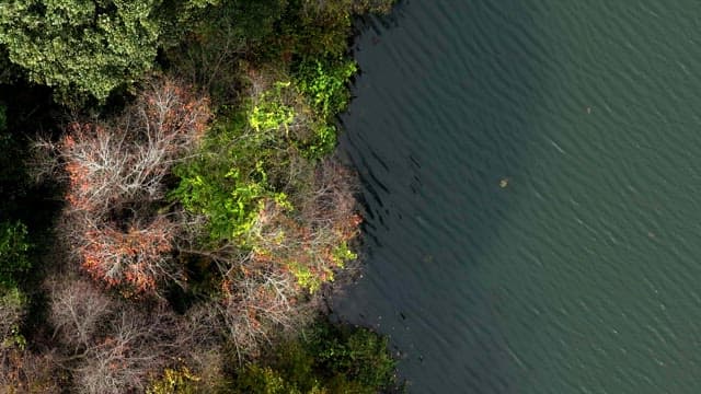 Forest by a calm lake