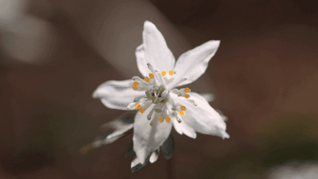 Delicate white flower blooming.