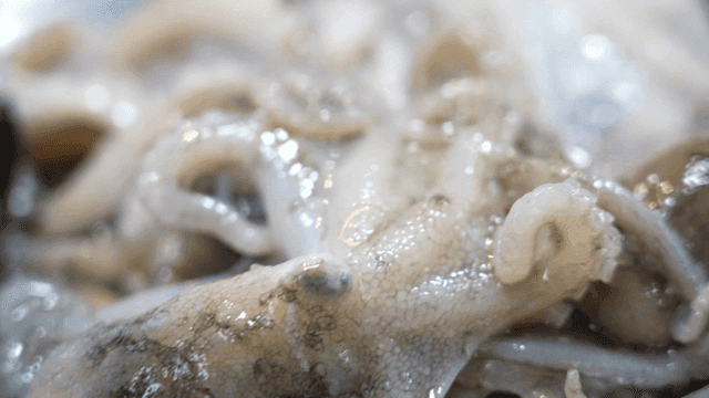 Fresh octopus with glistening texture