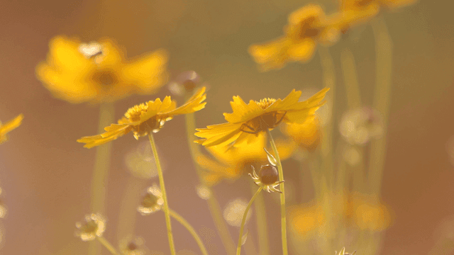부드럽게 흔들리는 노란 꽃들