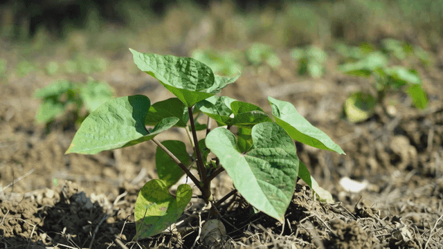 Young sweet potatoes growing in field