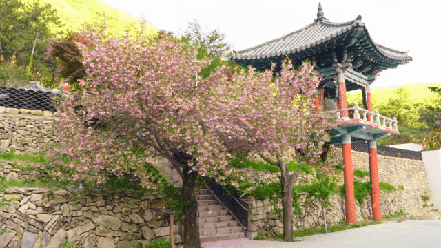 벚꽃잎이 떨어지는 한국 전통 정자