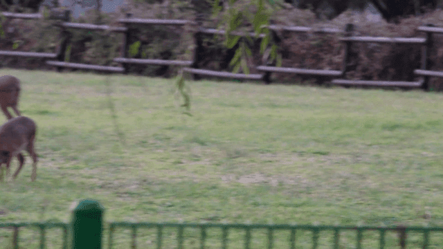 Deer grazing peacefully in a grassy field