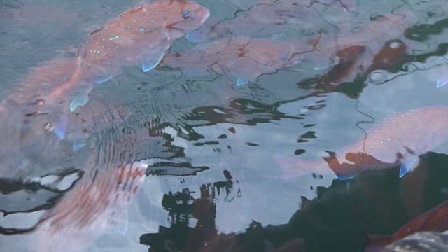 양식장에서 헤엄치는 주황색 물고기