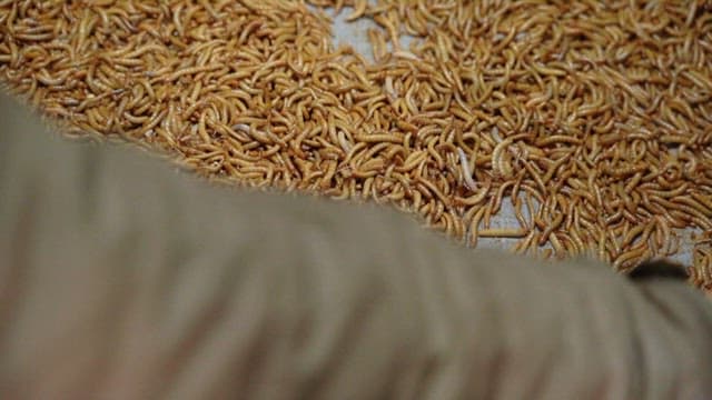 Sorting mealworms in plastic trays at a farm