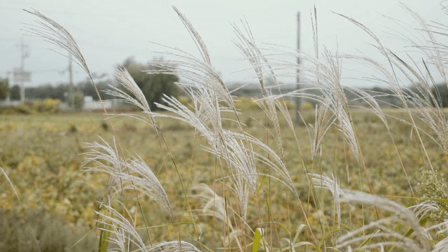 부드러운 바람에 흔들리는 갈대