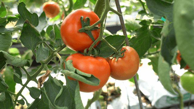 Ripe tomatoes hanging on vine