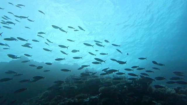 School of fish swimming underwater