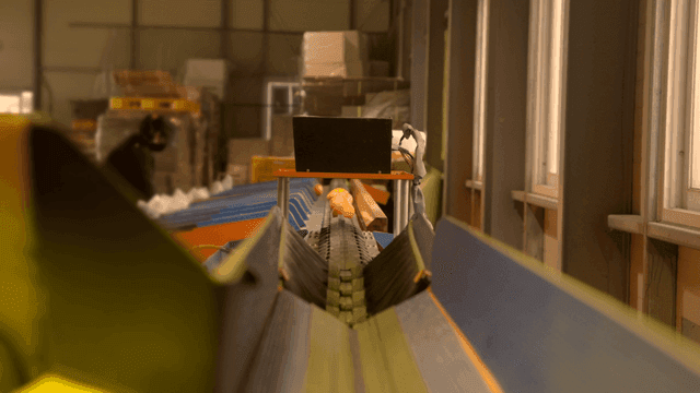 Tangerines on conveyor belt at factory