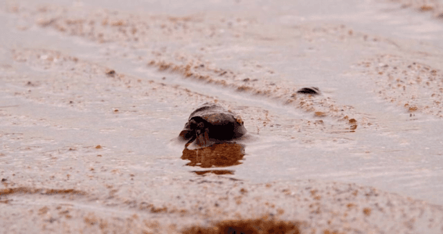 진흙 해안 위를 걷는 소라게