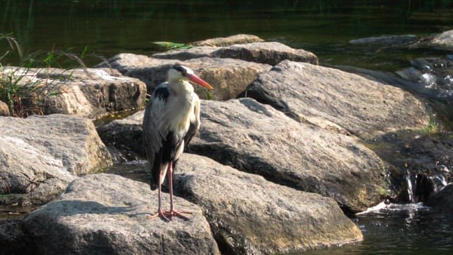 Heron standing on rocks by a stream on a sunny day