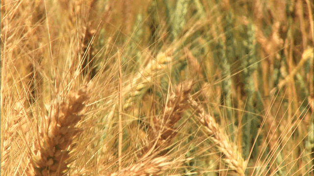 Golden wheat swaying in the breeze