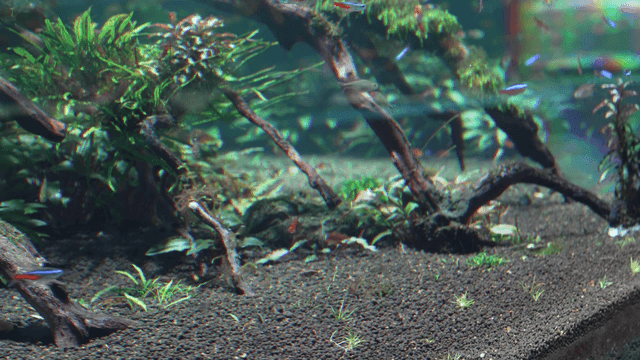 School of colorful fish swimming in aquarium