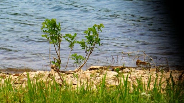 A lone tree by a calm lakeshore with gentle waves