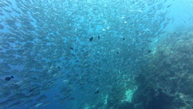 Large school of fish swimming underwater