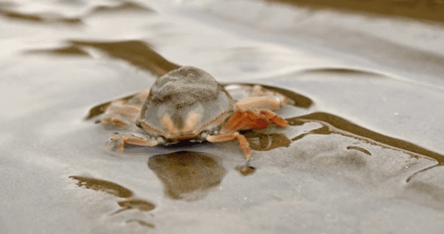 갯벌에서 천천히 움직이는 게