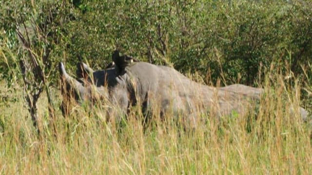 Rhino and Birds Living Together in the Grassland