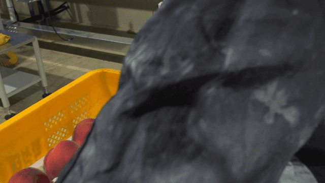 공장 레일에 올라가는 복숭아 박스들