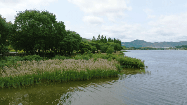 Quiet riverside with green trees.