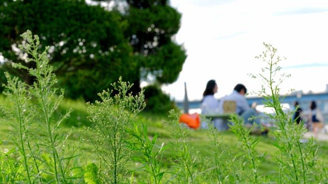 Green plants in a park with people walking