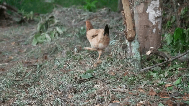 잔디밭을 걷는 닭