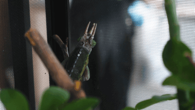 Chameleon moving its eyes in its enclosure