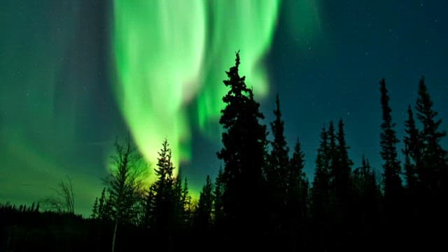 고요한 숲의 나무 위 밤하늘에서 빛나는 오로라