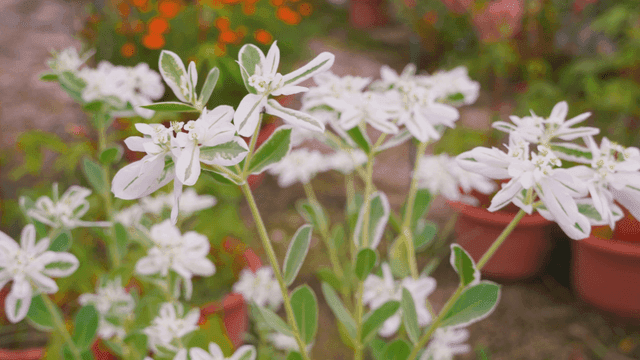 White flowers swaying in the breeze