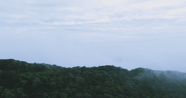 Lush green forest under a cloudy sky