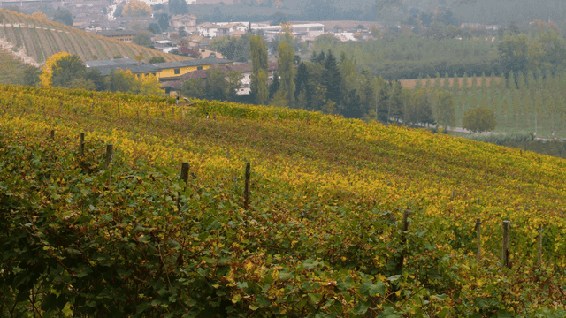 Vast vineyard with a distant village