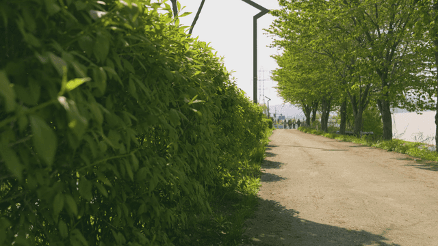 푸른 나무가 늘어선 평화로운 길