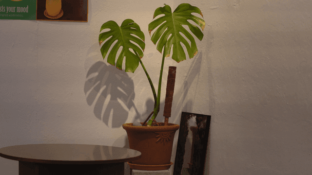 넓은 녹색 잎을 가진 식물 화분이 있는 카페