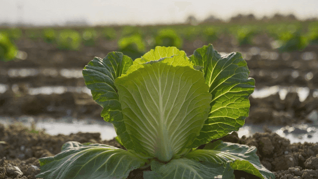 Fresh cabbage grown in sunlit field