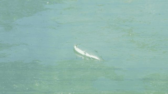 A fish floating on a green water surface