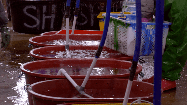 Fish being taken out of baskets by fish market workers