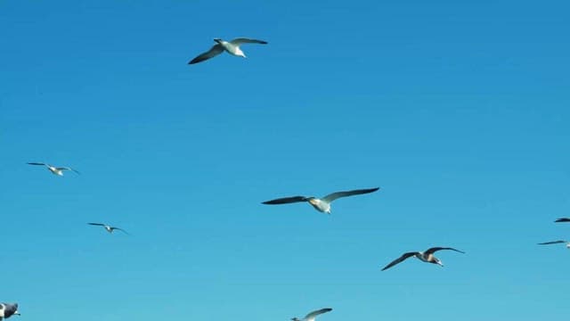 맑고 푸른 하늘을 날아다니는 갈매기들